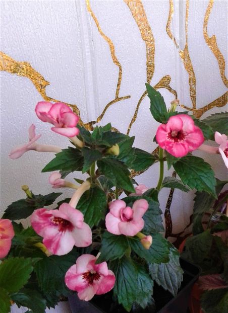 20230701_112834-3 - 000014 ACHIMENES