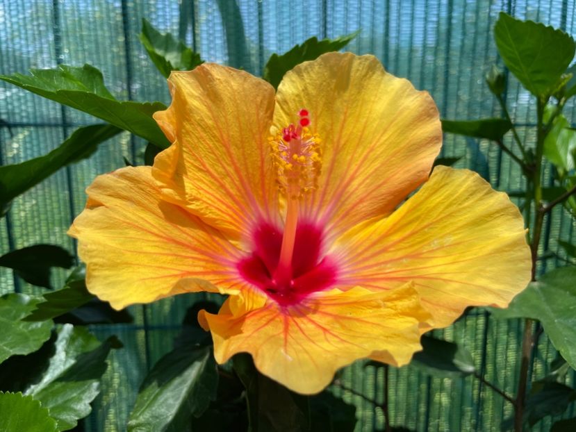 11F368DA-AA17-415D-8F81-FCC5C7FC2097 - 001 - Hibiscusi