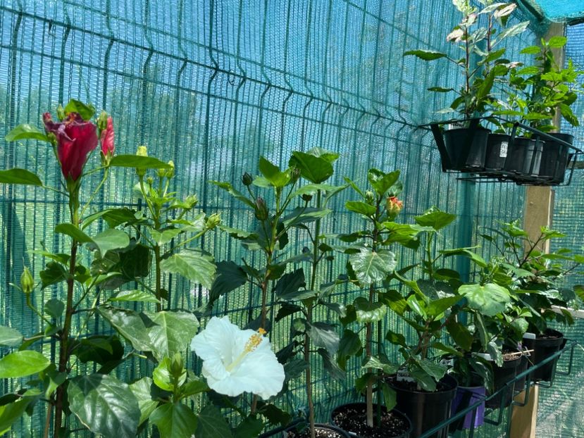 E11CBC0F-A6C3-46C1-861C-65DC08CC9EE7 - 001 - Hibiscusi