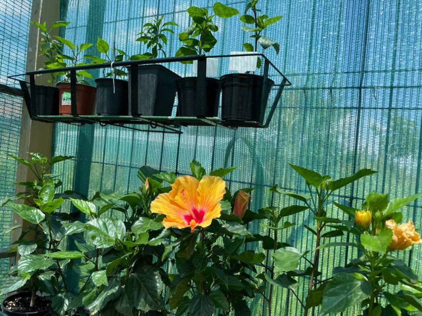 2161AD02-1305-4BC9-B1CA-95832DF87F9B - 001 - Hibiscusi