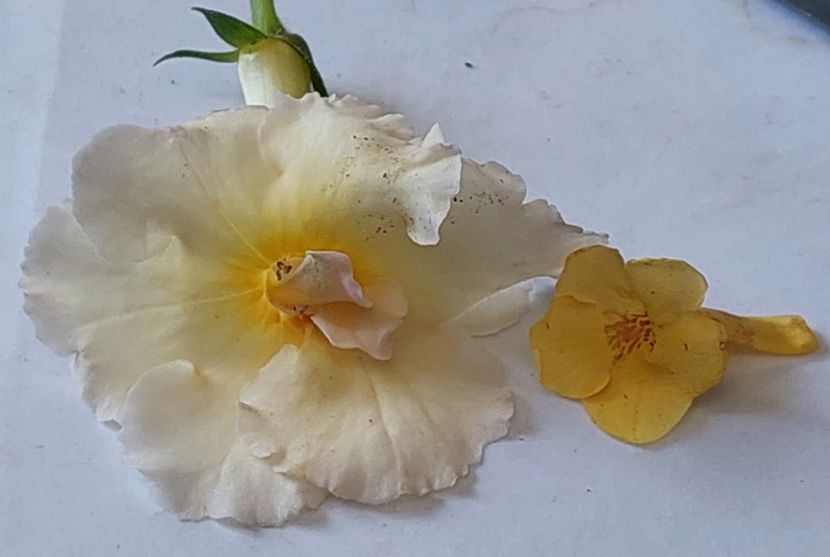 BRID-S LIDIA & YELLOW BEAUTY - AAAA ACHIMENES 2023