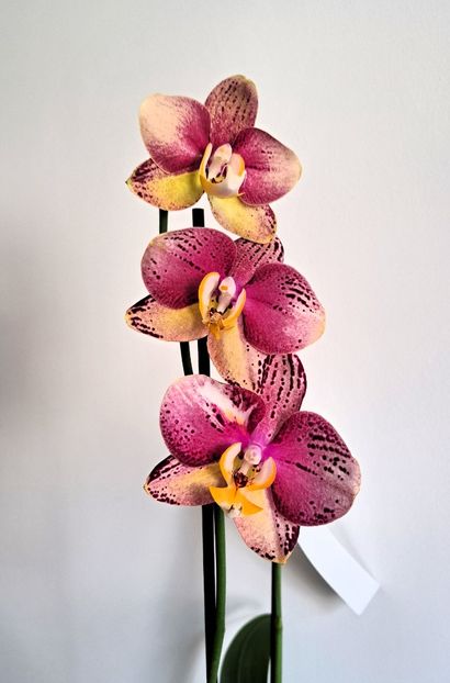 Pinif ( Flash) - Phalaenopsis 2
