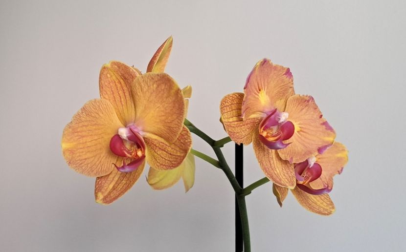  - Phalaenopsis 2