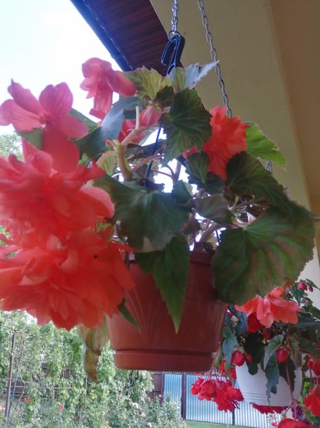  - Begonii curgatoare