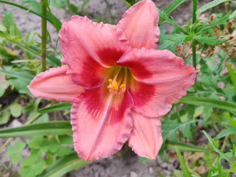 Pink dress - Hemerocallisi