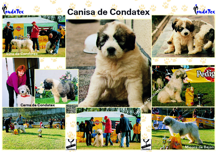 Canisa CONDA - Ciobanesc Romanesc Mioritic - Romanian mioritic shepherd dog -catei caini caine        0744541674