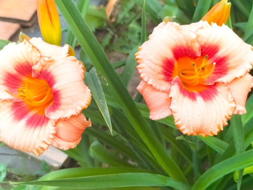 IMG20230701204445 - Iulie 2023