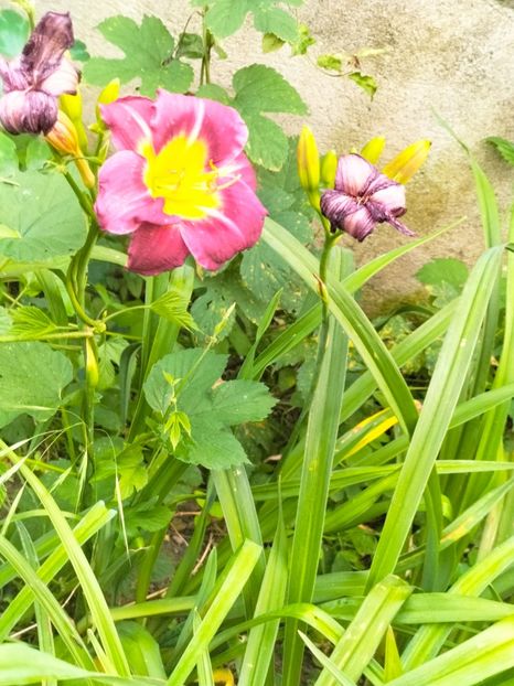 IMG20230701204433 - Iulie 2023