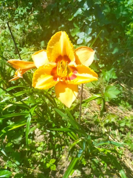 IMG20230629113340 - Iulie 2023