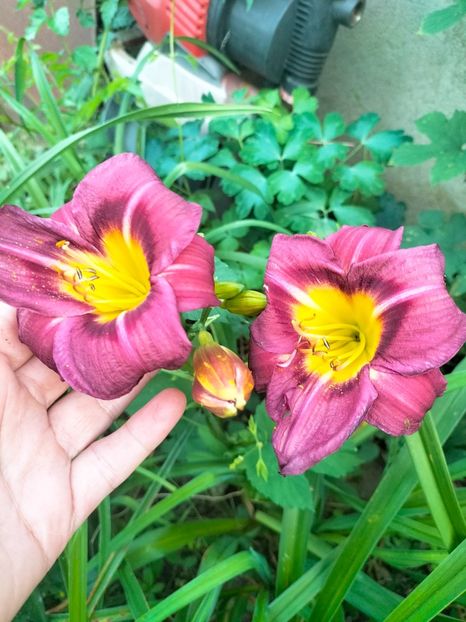 IMG20230630205230 - Iulie 2023