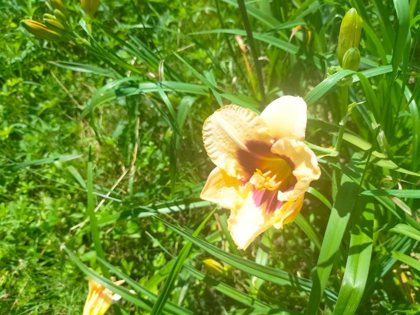 IMG20230629112623 - Iulie 2023