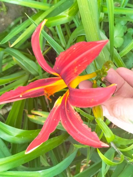 IMG20230629193909 - Iulie 2023