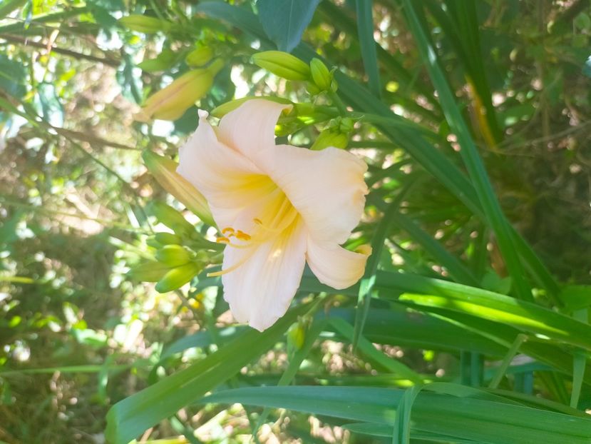 IMG20230629113456 - Iulie 2023