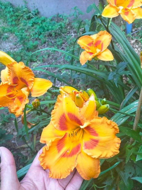 IMG20230629193810 - Iulie 2023