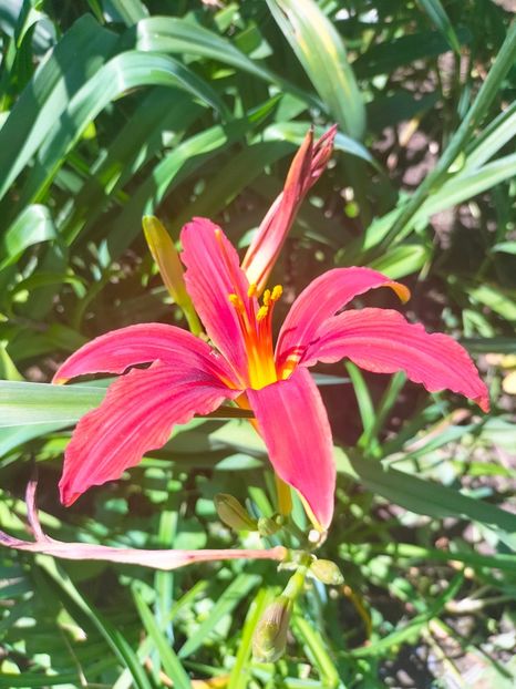 IMG20230630112550 - Iulie 2023