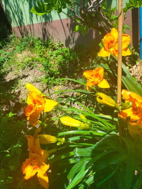 IMG20230629114036 - Iulie 2023