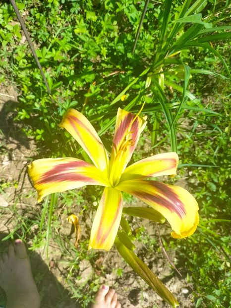 IMG20230629112600 - Iulie 2023