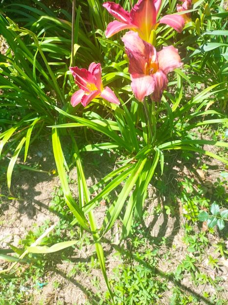 IMG20230629112326 - Iulie 2023