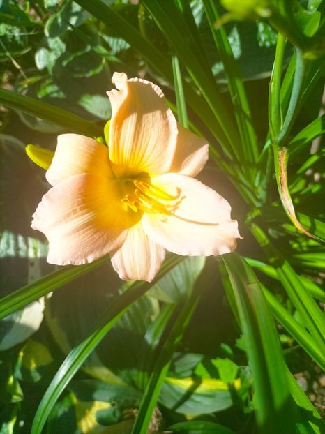 IMG20230629113753 - Iulie 2023