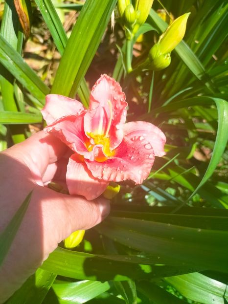 IMG20230629113647 - Iulie 2023