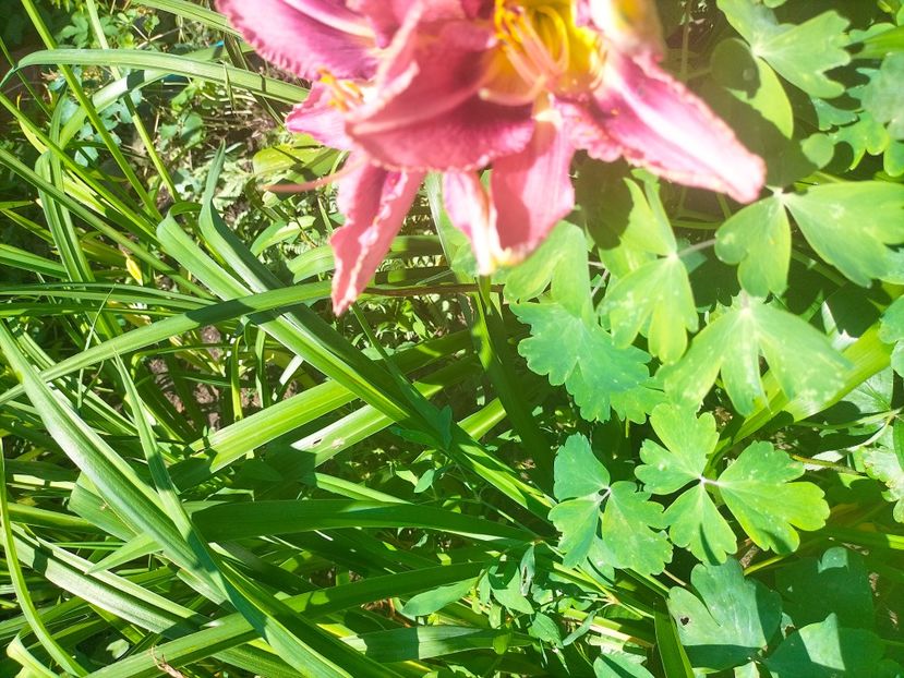 IMG20230629114058 - Iulie 2023