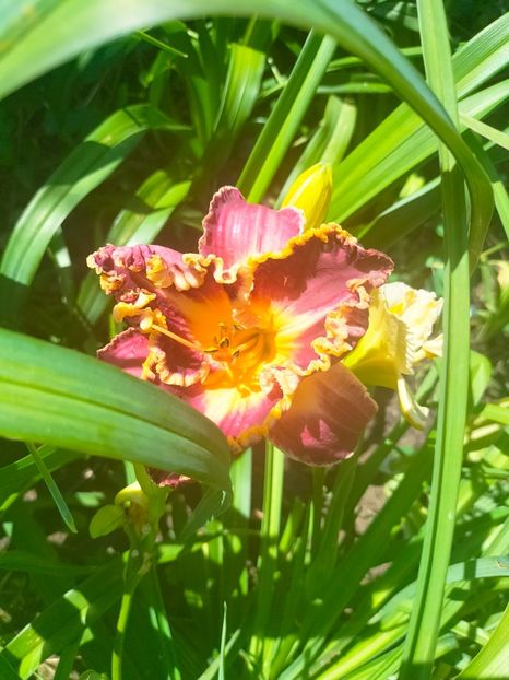 IMG20230629114000 - Iulie 2023