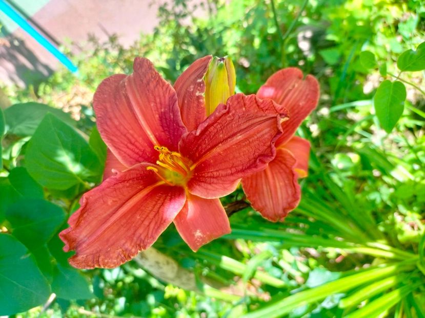 IMG20230630112657 - Iulie 2023