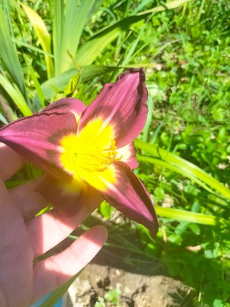 IMG20230629113214 - Iulie 2023