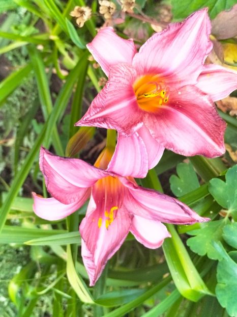 IMG20230630205419 - Iulie 2023