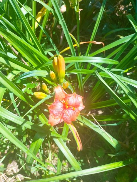 IMG20230629113500 - Iulie 2023