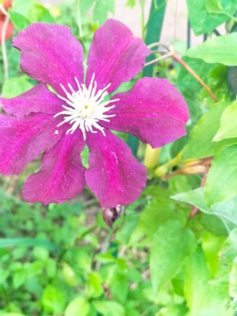 IMG20230630205340 - Iulie 2023