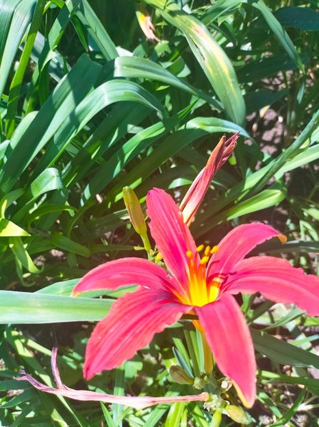 IMG20230630112555 - Iulie 2023