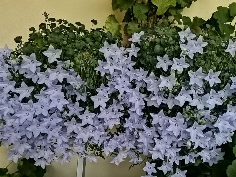  - Campanula