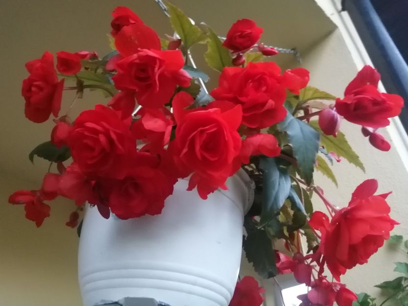  - Begonii curgatoare