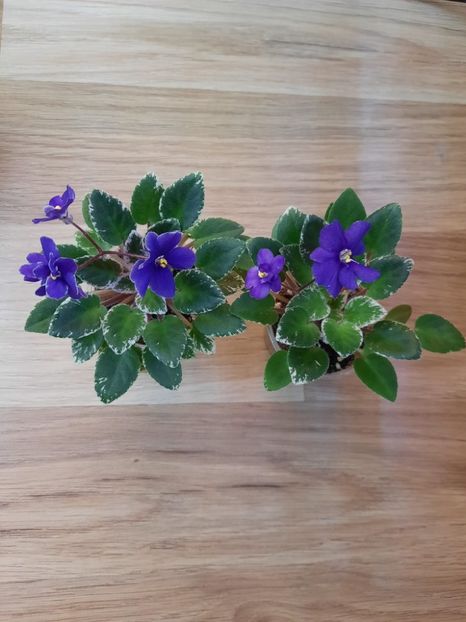  - Rainbow s Peewee Nocturne