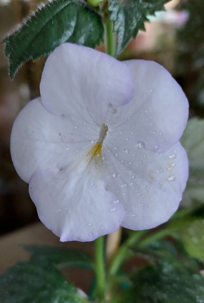  - MORNING DRIZZLE