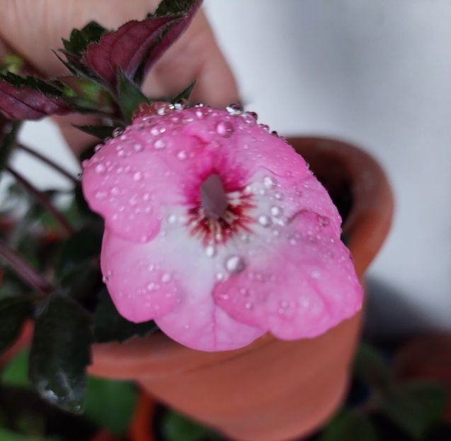  - APPLE BLOSSOM