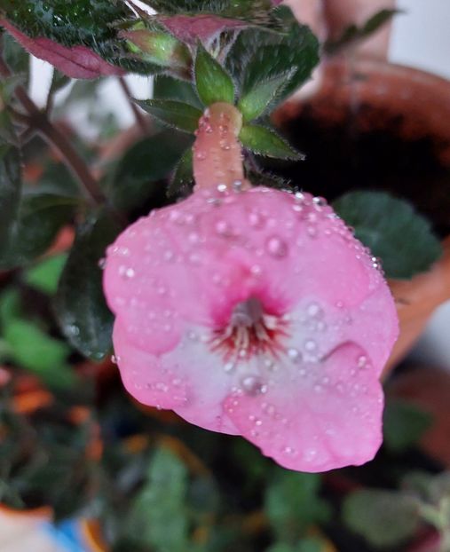  - APPLE BLOSSOM