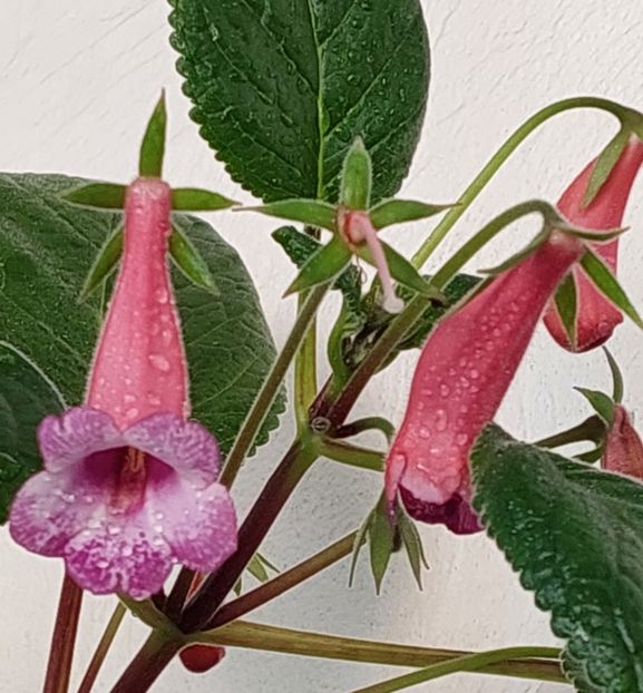  - SRG-s BRITTA DIETZE