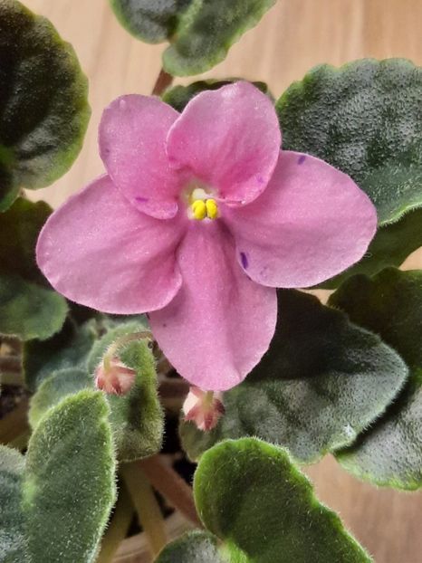  - LE Yagodniy Kokteyl