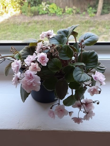  - Rob S Vanilla Trail