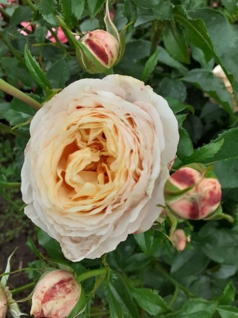  - Domain de chantelly Delbard