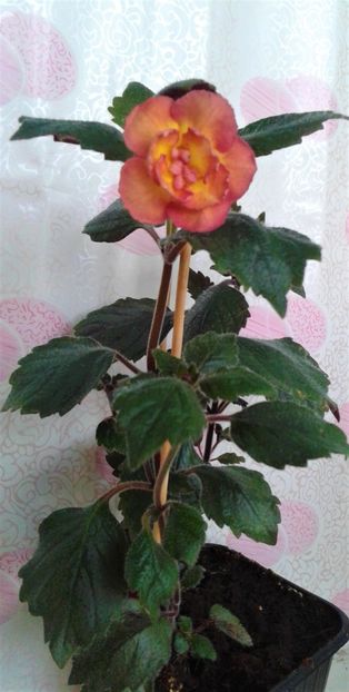 20230702_073207-1 - 0000 ACHIMENES