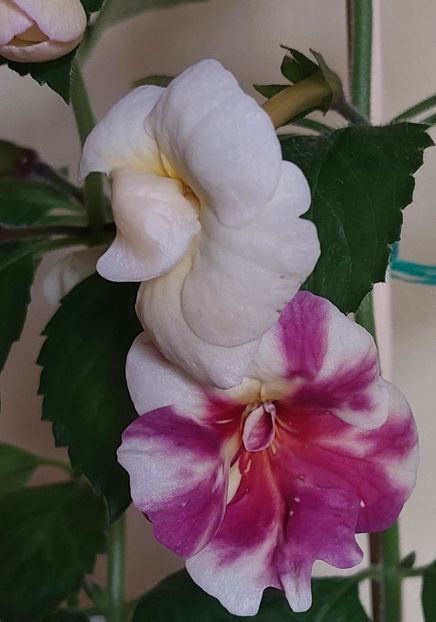 - AAA RIZOMI ACHIMENES DISPONIBILI -2023