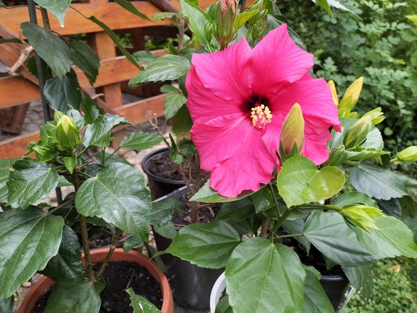 IMG20230702101521 - hibiscusi