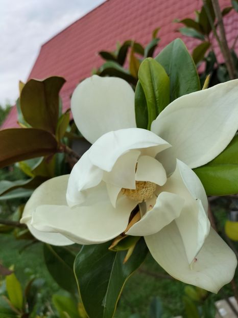 IMG20230702101637 - Magnolia grandiflora gallisoniensis