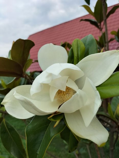 IMG20230702101613 - Magnolia grandiflora gallisoniensis