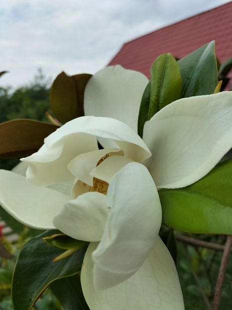 IMG20230702101554 - Magnolia grandiflora gallisoniensis