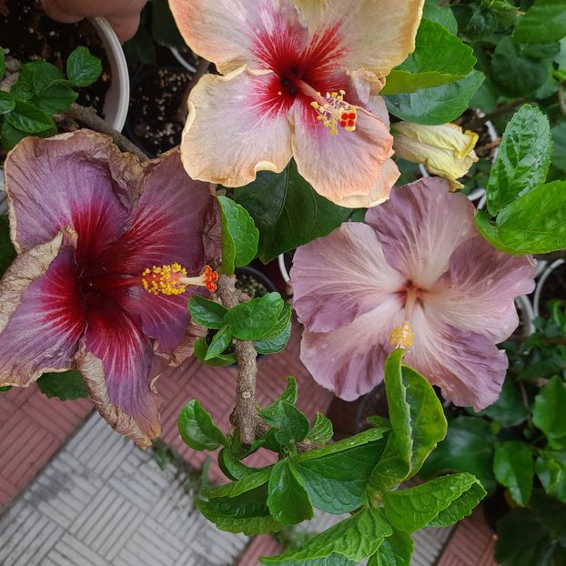 02.07.2023 - HIBISCUSI 2023-1