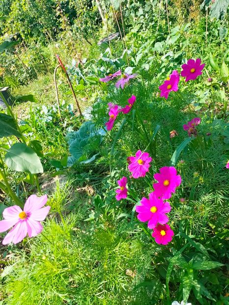 IMG20230702100149 - Iulie 2023